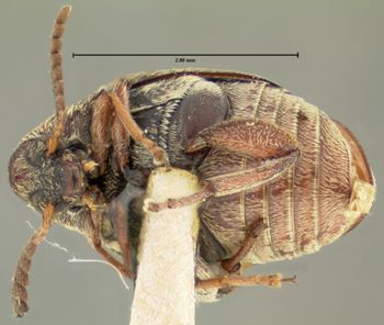 Media type: image;   Entomology 8205 Aspect: habitus ventral view